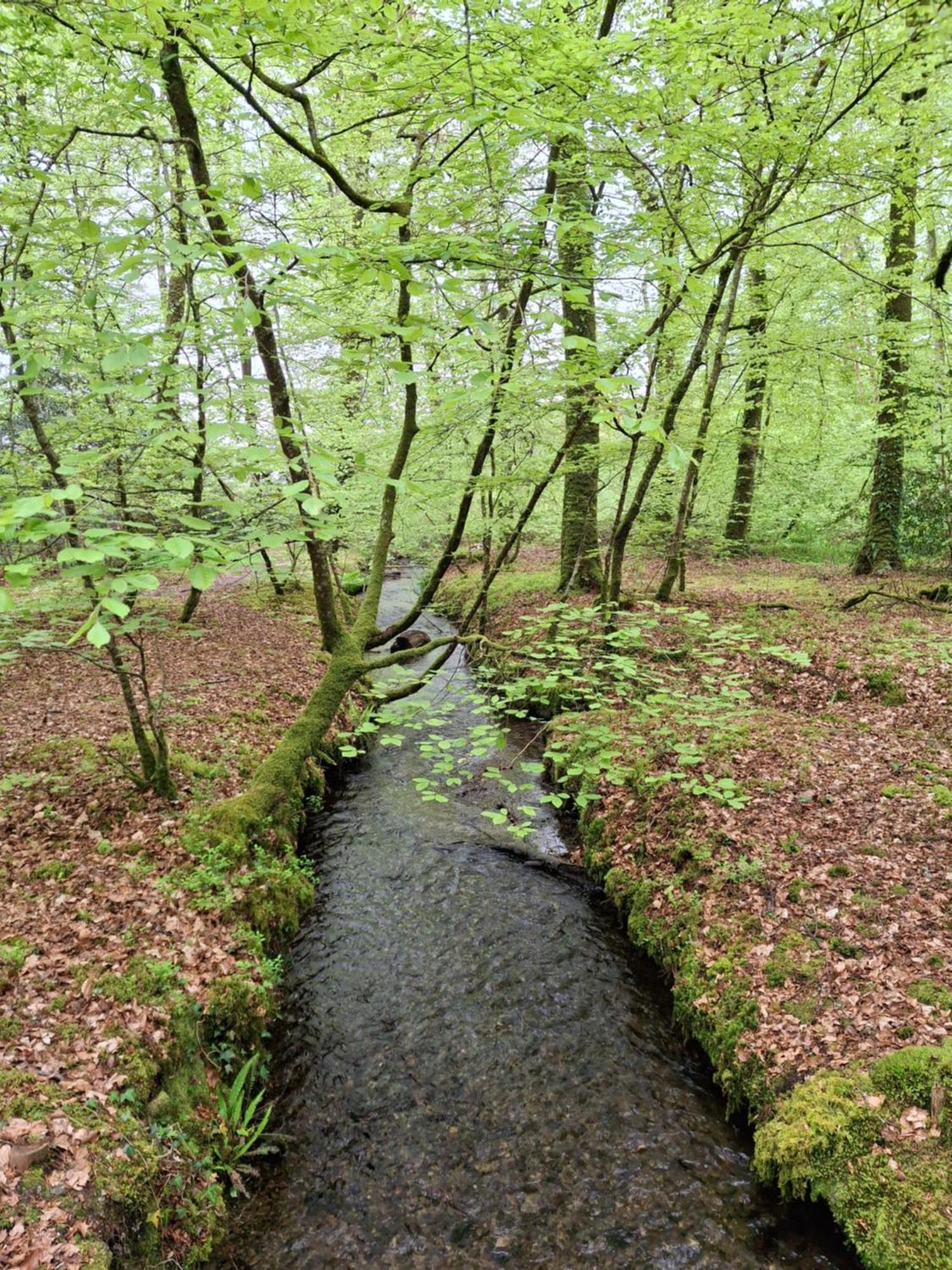 L'Authentique Tonneau A Cidre D'Emma Villa Litteau Dış mekan fotoğraf